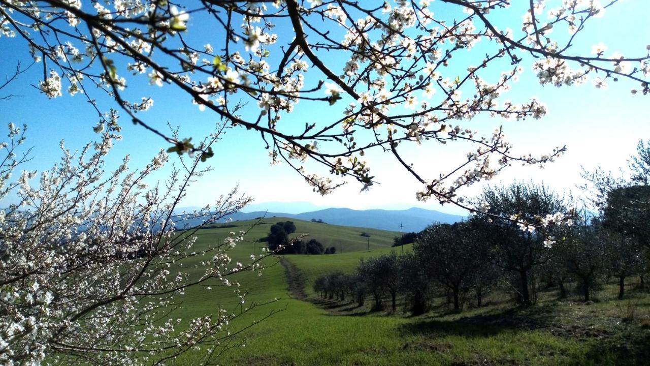 La Pecora Verde San Gimignano Dış mekan fotoğraf